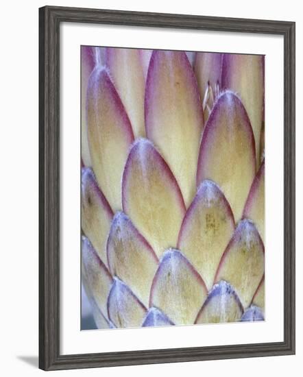 Protea, Maui, Hawaii, USA-Darrell Gulin-Framed Photographic Print