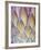 Protea, Maui, Hawaii, USA-Darrell Gulin-Framed Photographic Print