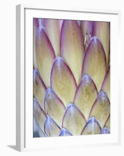 Protea, Maui, Hawaii, USA-Darrell Gulin-Framed Photographic Print