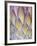 Protea, Maui, Hawaii, USA-Darrell Gulin-Framed Photographic Print