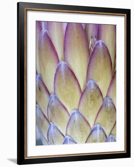 Protea, Maui, Hawaii, USA-Darrell Gulin-Framed Photographic Print