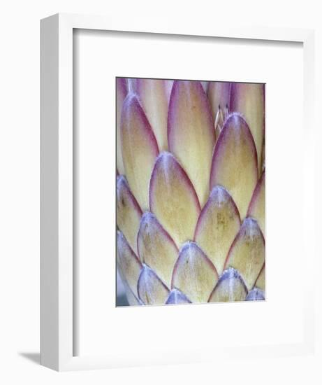 Protea, Maui, Hawaii, USA-Darrell Gulin-Framed Photographic Print