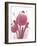 Protea Posy-Larisa Hernandez-Framed Giclee Print