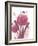 Protea Posy-Larisa Hernandez-Framed Giclee Print