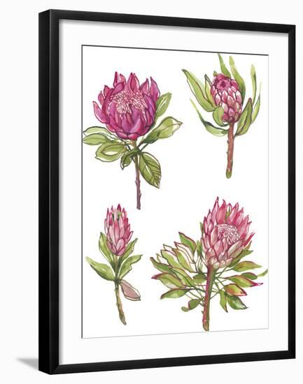 Protea Quartet-Sandra Jacobs-Framed Giclee Print