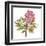 Protea Solitaire-Sandra Jacobs-Framed Giclee Print