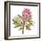 Protea Solitaire-Sandra Jacobs-Framed Giclee Print