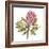 Protea Solitaire-Sandra Jacobs-Framed Giclee Print