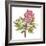 Protea Solitaire-Sandra Jacobs-Framed Giclee Print