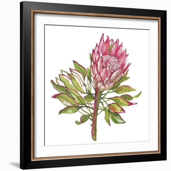 Protea Solitaire-Sandra Jacobs-Framed Giclee Print