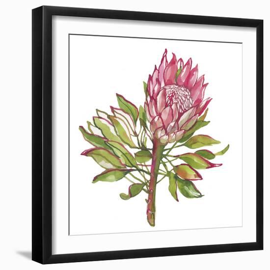 Protea Solitaire-Sandra Jacobs-Framed Giclee Print