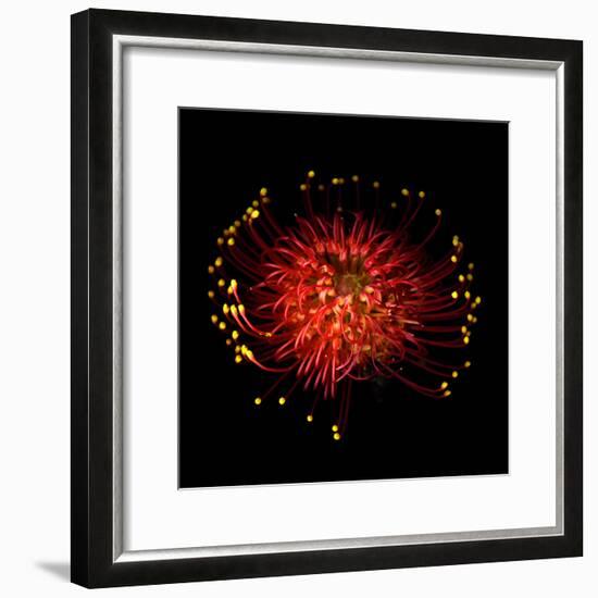 Protea-Magda Indigo-Framed Photographic Print