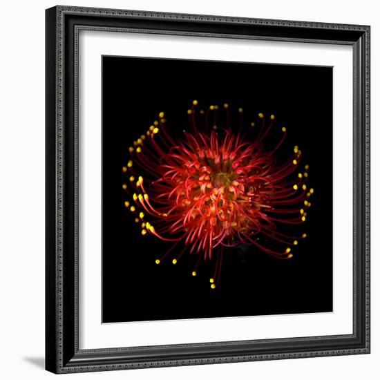 Protea-Magda Indigo-Framed Photographic Print