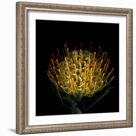 Protea-Magda Indigo-Framed Photographic Print