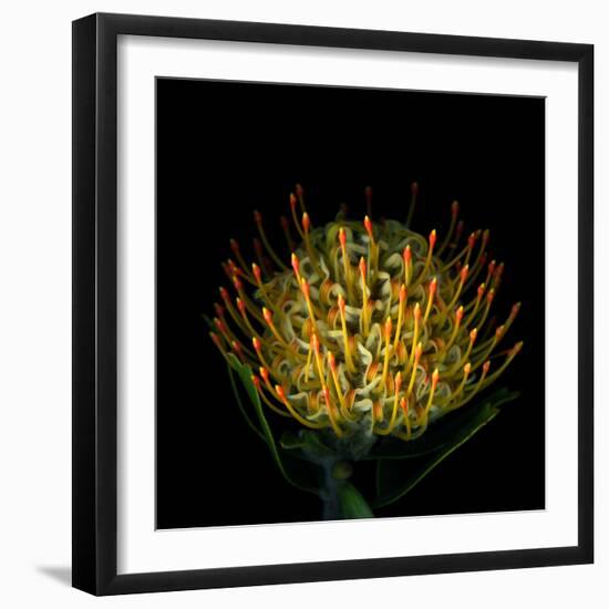 Protea-Magda Indigo-Framed Photographic Print