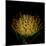 Protea-Magda Indigo-Mounted Photographic Print