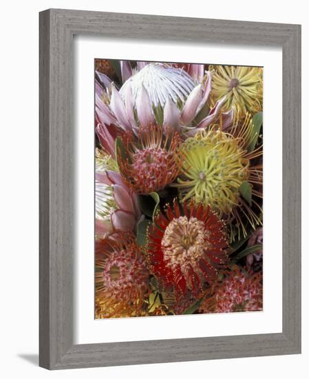 Proteas, Maui, Hawaii, USA-Darrell Gulin-Framed Photographic Print