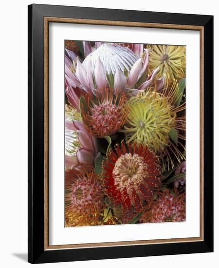 Proteas, Maui, Hawaii, USA-Darrell Gulin-Framed Photographic Print