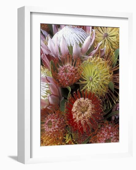 Proteas, Maui, Hawaii, USA-Darrell Gulin-Framed Photographic Print