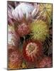 Proteas, Maui, Hawaii, USA-Darrell Gulin-Mounted Photographic Print