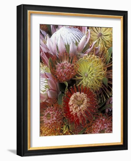 Proteas, Maui, Hawaii, USA-Darrell Gulin-Framed Photographic Print