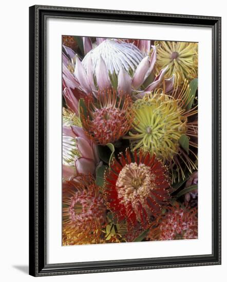 Proteas, Maui, Hawaii, USA-Darrell Gulin-Framed Photographic Print