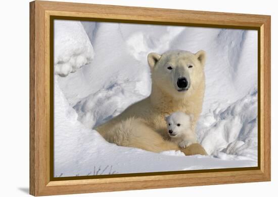 Protective Mother and Cub-Howard Ruby-Framed Premier Image Canvas