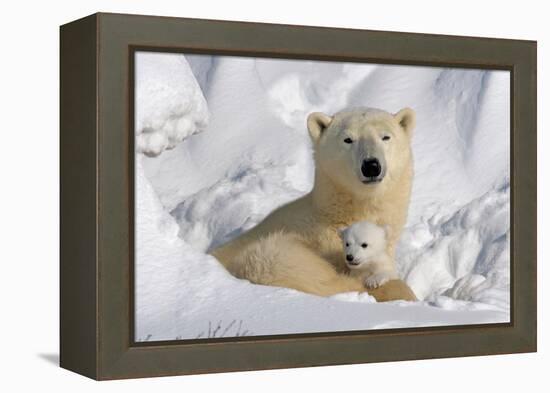 Protective Mother and Cub-Howard Ruby-Framed Premier Image Canvas