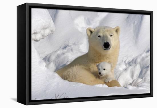 Protective Mother and Cub-Howard Ruby-Framed Premier Image Canvas