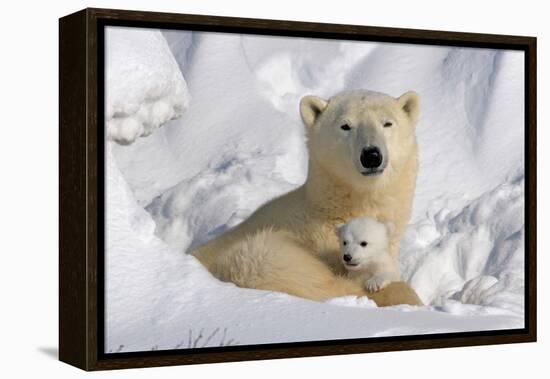 Protective Mother and Cub-Howard Ruby-Framed Premier Image Canvas