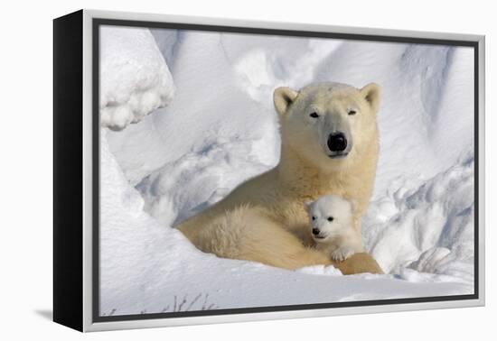 Protective Mother and Cub-Howard Ruby-Framed Premier Image Canvas