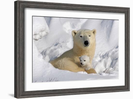 Protective Mother and Cub-Howard Ruby-Framed Photographic Print