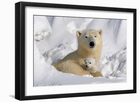 Protective Mother and Cub-Howard Ruby-Framed Photographic Print