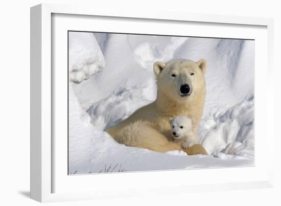 Protective Mother and Cub-Howard Ruby-Framed Photographic Print