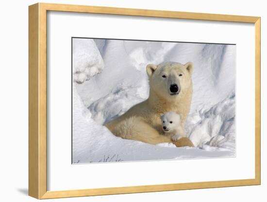 Protective Mother and Cub-Howard Ruby-Framed Photographic Print