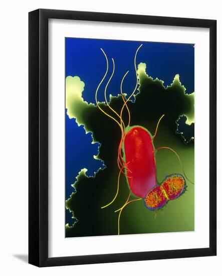 Proteus Bacteria-Dr. Linda Stannard-Framed Photographic Print