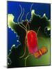 Proteus Bacteria-Dr. Linda Stannard-Mounted Photographic Print