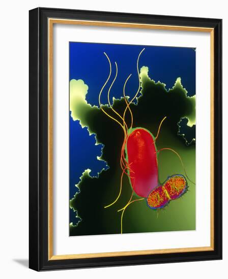 Proteus Bacteria-Dr. Linda Stannard-Framed Photographic Print