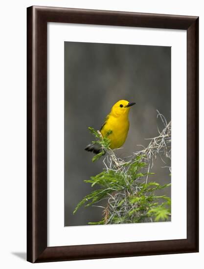 Prothonotary Warbler Male on Breeding Territory, Texas, USA-Larry Ditto-Framed Photographic Print
