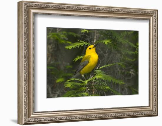 Prothonotary Warbler Male on Breeding Territory, Texas, USA-Larry Ditto-Framed Photographic Print