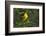 Prothonotary Warbler Male on Breeding Territory, Texas, USA-Larry Ditto-Framed Photographic Print