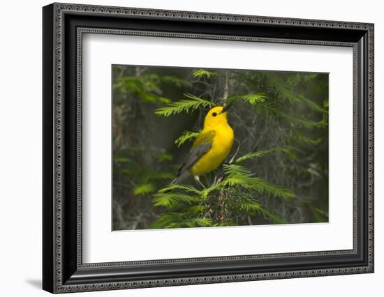 Prothonotary Warbler Male on Breeding Territory, Texas, USA-Larry Ditto-Framed Photographic Print