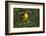 Prothonotary Warbler Male on Breeding Territory, Texas, USA-Larry Ditto-Framed Photographic Print