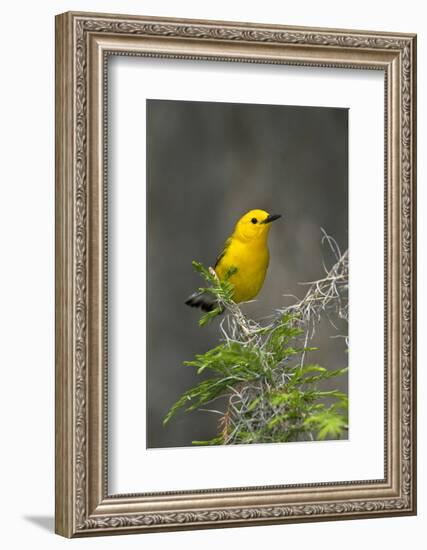 Prothonotary Warbler Male on Breeding Territory, Texas, USA-Larry Ditto-Framed Photographic Print