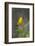 Prothonotary Warbler Male on Breeding Territory, Texas, USA-Larry Ditto-Framed Photographic Print