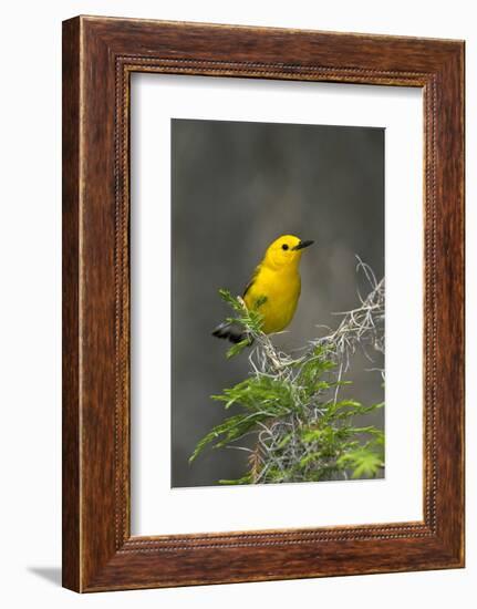 Prothonotary Warbler Male on Breeding Territory, Texas, USA-Larry Ditto-Framed Photographic Print