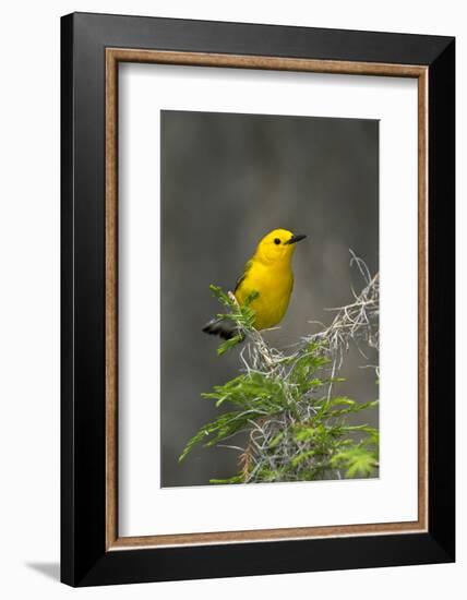 Prothonotary Warbler Male on Breeding Territory, Texas, USA-Larry Ditto-Framed Photographic Print