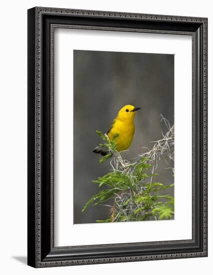 Prothonotary Warbler Male on Breeding Territory, Texas, USA-Larry Ditto-Framed Photographic Print