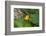 Prothonotary Warbler (Prothonotary citrea) flying-Larry Ditto-Framed Photographic Print