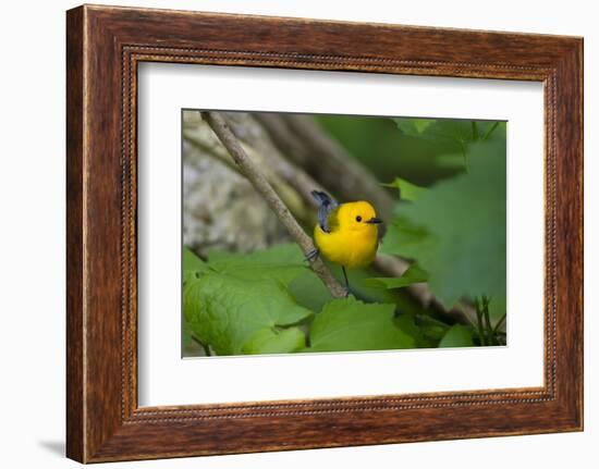 Prothonotary Warbler (Prothonotary citrea) flying-Larry Ditto-Framed Photographic Print